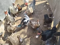 Ducks — foto 1