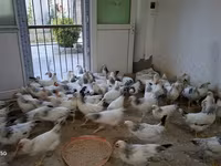 Chickens — photo 4