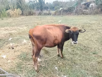 Buğa, Mal-qara — foto 2