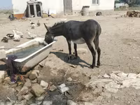 Horses (batch, sex not specified), Horses — photo 2