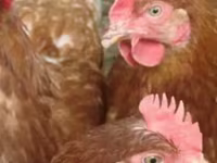 Chickens — Foto 2