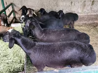 Sheep (batch, sex not specified), Sheep — photo 3