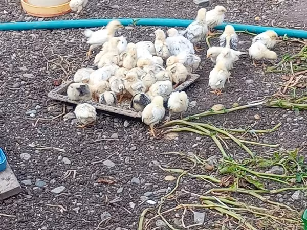 Chickens — Azərbaycan