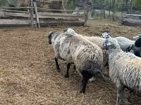 Qoç, Karakul sheep — foto 3