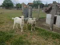 كبش, Merino sheep — الصورة 3