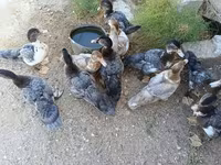 Domestic Muscovy — photo 4