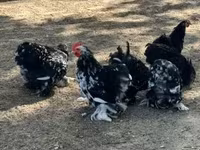 Pekin-Zwerg — Foto 1