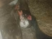 Ducks — photo 2