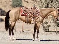 At, Quarter Horse — foto 8