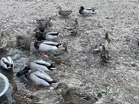 Ducks — foto 2