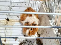 Heyvan: Dekorativ dəniz donuzu (guinea pig) Xüsusiyyətlər: - Rəng — Foto 3