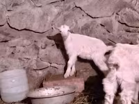 Goat, Goats — photo 8
