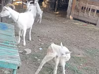 Goat, Dutch Landrace goats — photo 6