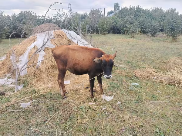 Buğa, Mal-qara — Azərbaycan
