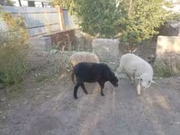 भेड़, भेड़ — फ़ोटो 1