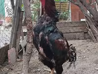 Chickens — الصورة 4