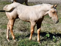Koń, Quarter Horse — zdjęcie 7