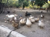 Ducks — 照片 2