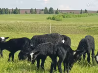 Schaf, Romanov sheep — Foto 2