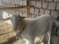 Keçi, Saanen goat — foto 1
