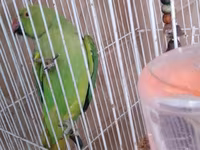 Qəfəslə erkəy 200 azn vatsap əlaqə Nimfa (Cockatiel) tutuquşu və qəfəs — 照片 2