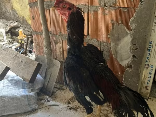 Chickens — Azerbaijan