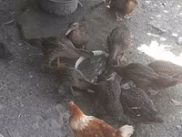 Ducks — Foto 2