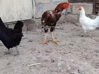Chickens — photo 4