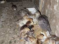 Chickens — photo 1