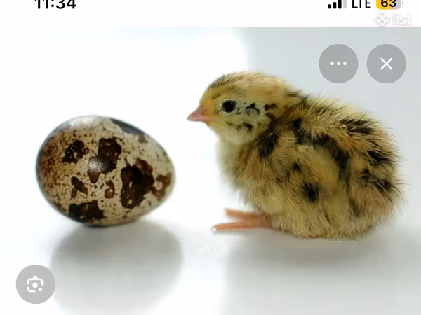 Quails — أرمينيا