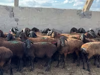 Qoç, Hissar sheep — foto 3