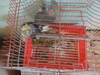 Nimfa (Cockatiel) cütü və qəfəs dəsti - Növ: Nimfa tutuquşusu — Foto 2