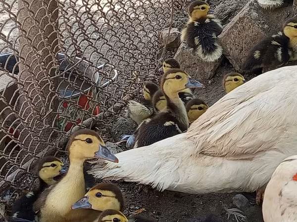 Domestic Muscovy — Azerbaijan