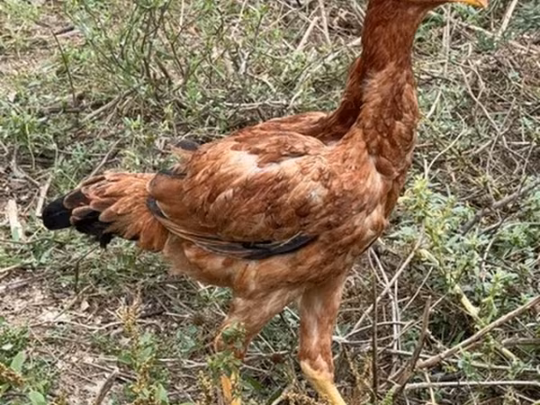 Chickens
