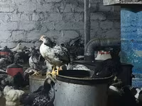 Chickens — الصورة 2