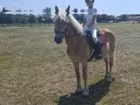 घोड़ा, Haflinger — फ़ोटो 6
