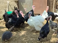 Breitbrüstig Weiß — Foto 1
