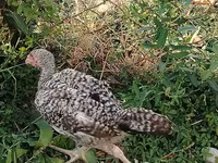 Chickens — photo 3