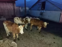 Cattle (batch, sex not specified), Red-spotted breed — photo 1
