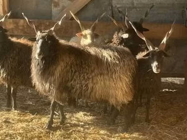 Owca, Racka sheep