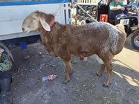 Qoç, Arashan sheep — foto 4