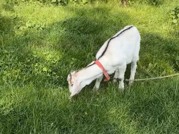 Goat, Goats