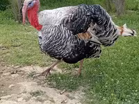 Geniş Sinəli Ağ — foto 5