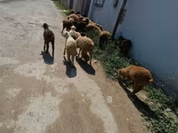 भेड़ें (लॉट, लिंग निर्दिष्ट नहीं), भेड़ — फ़ोटो 8