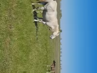 Кобила, Kazakh horse — фото 5