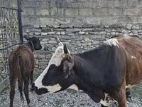 Vaca, Simmental cattle — foto 3