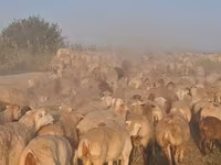 أغنام (دفعة، الجنس غير محدد), الأغنام — الصورة 4