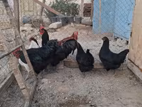 Australorp — Foto 2