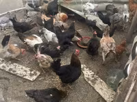 Chickens — photo 8
