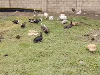 Domestic Muscovy — photo 2